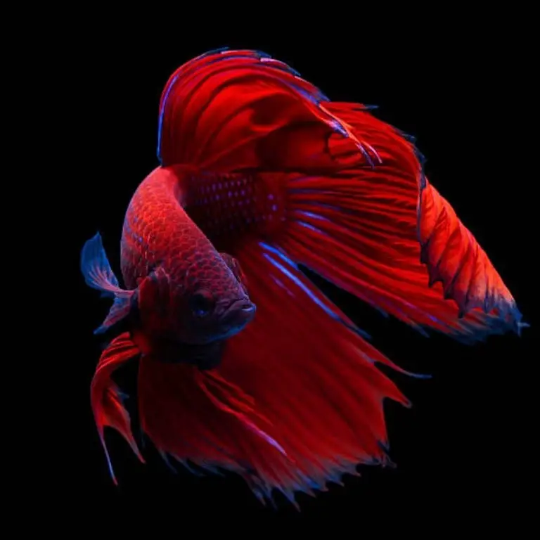 Betta fish