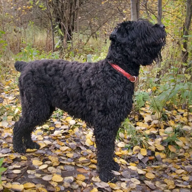 Black Russian Terrier