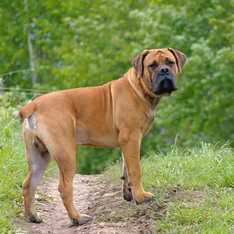 Boerboel