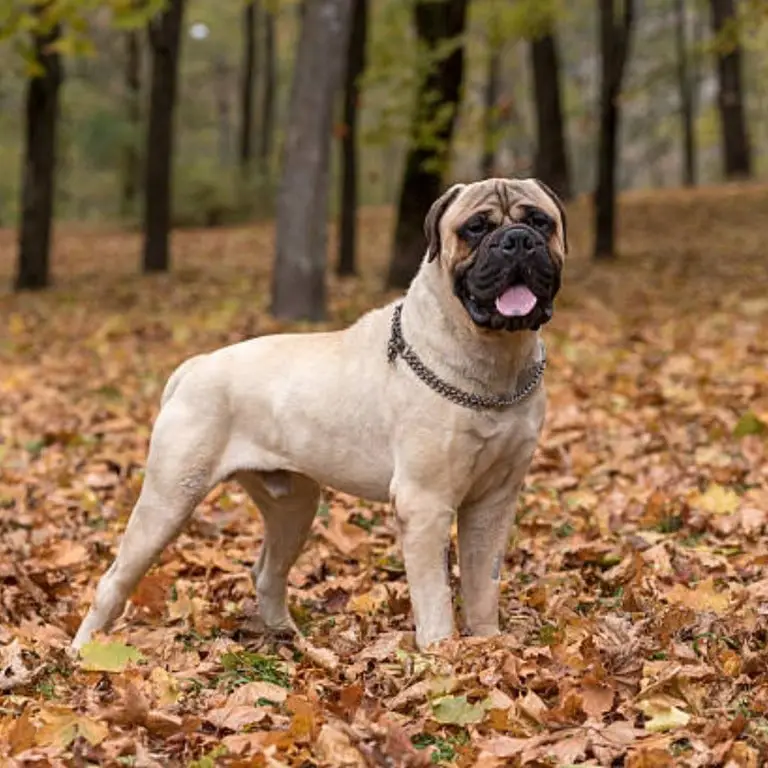 Bullmastiff