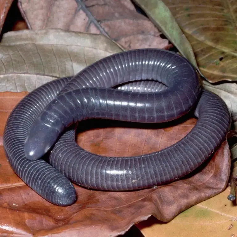 Caecilian