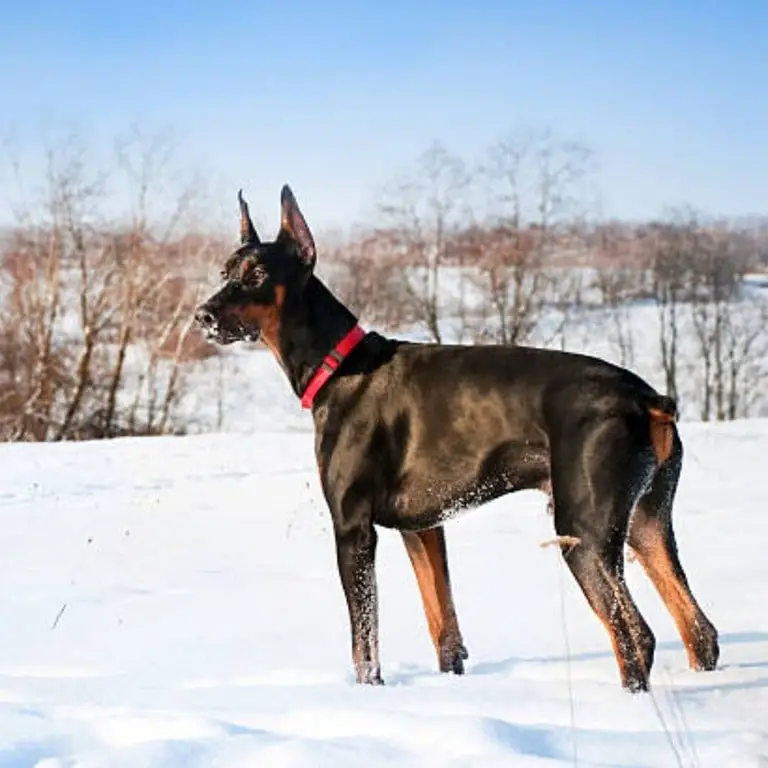 Doberman Pinscher