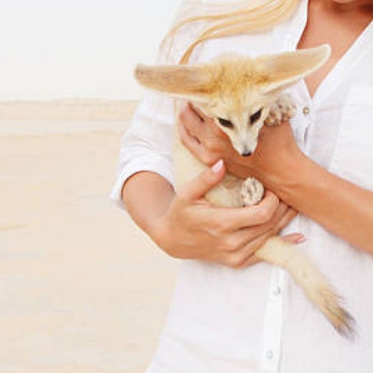 Fennec Fox