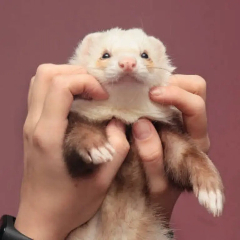 Ferrets