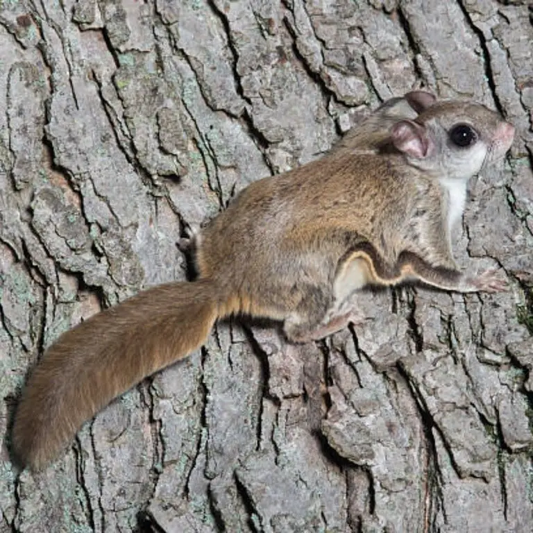 Flying Squirrel