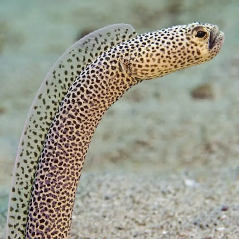 Garden Eel