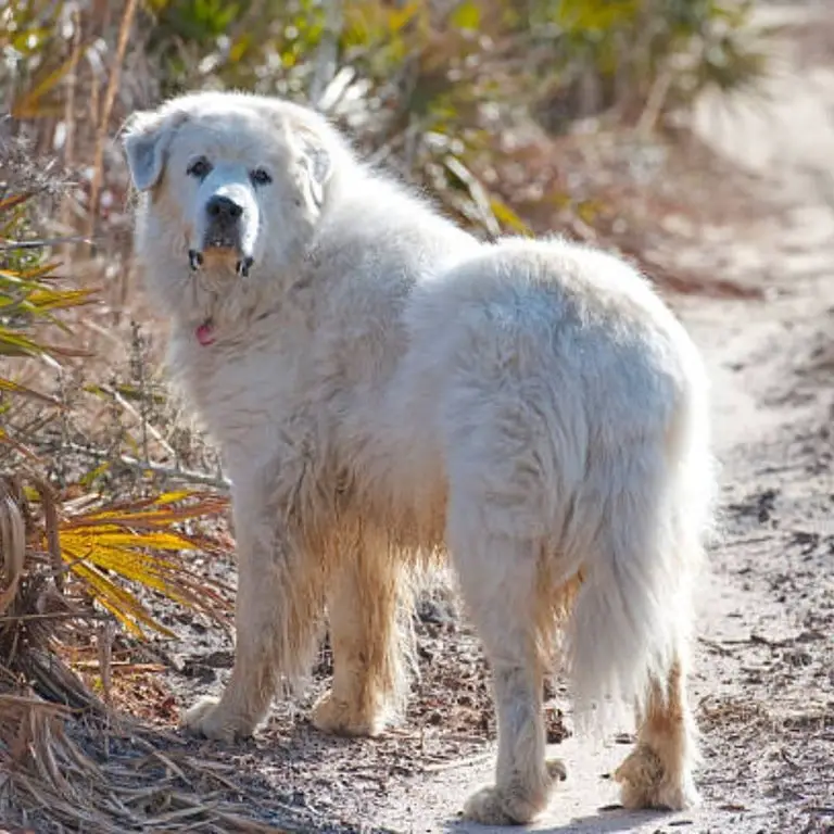 Great Pyrenees