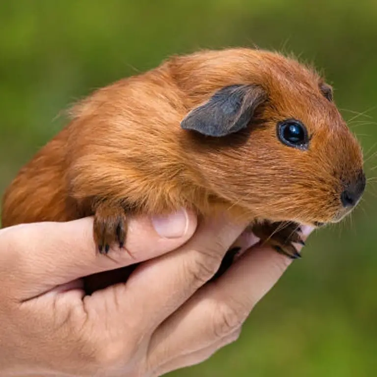 Guinea pigs