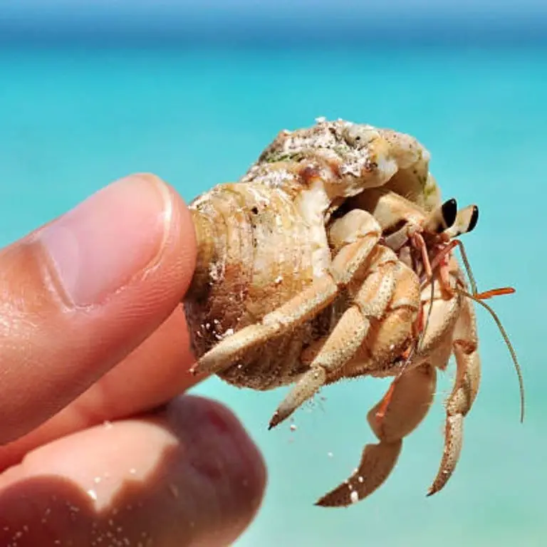 Hermit crabs