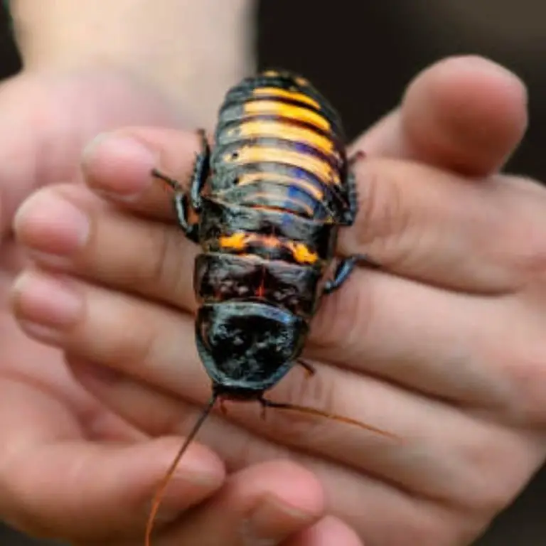 Madagascar Hissing Cockroaches