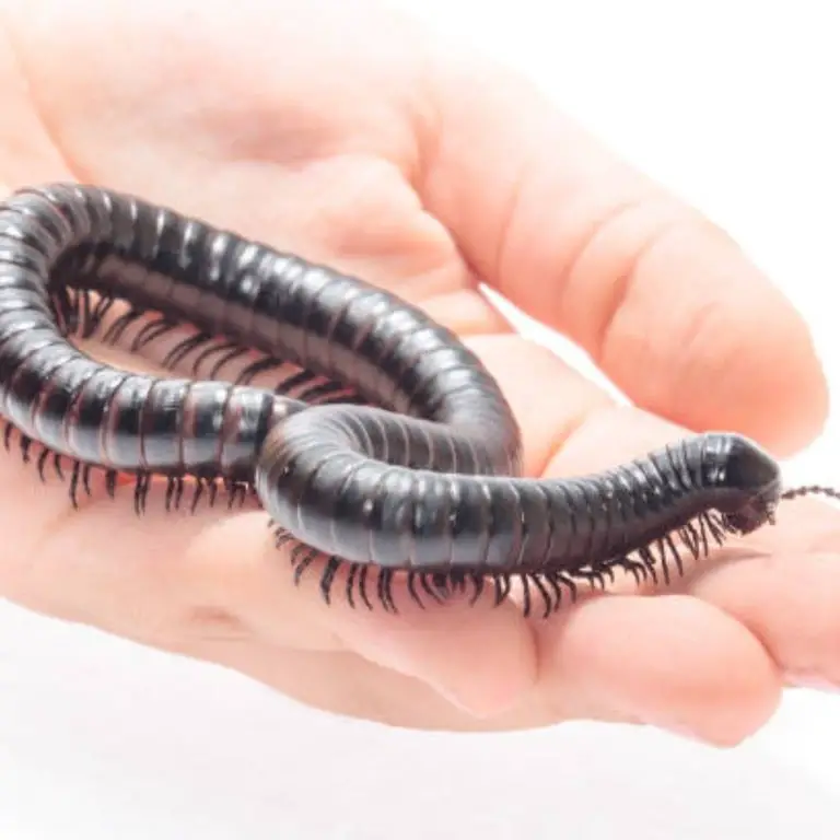 Millipedes