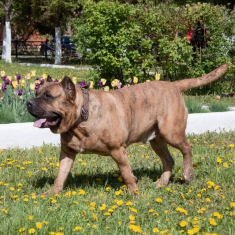 Perro de Presa Canario