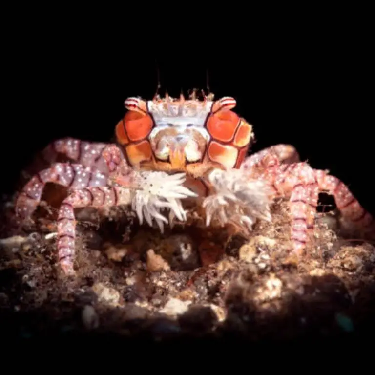 Pom-Pom Anemone Crab (boxer crab)