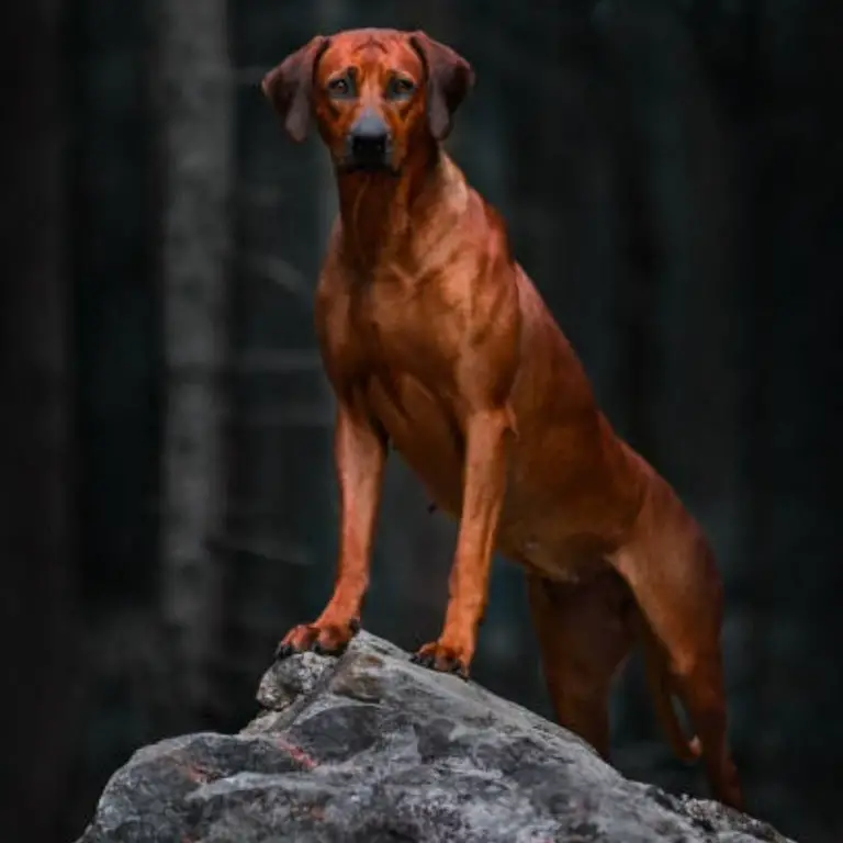 Rhodesian Ridgeback