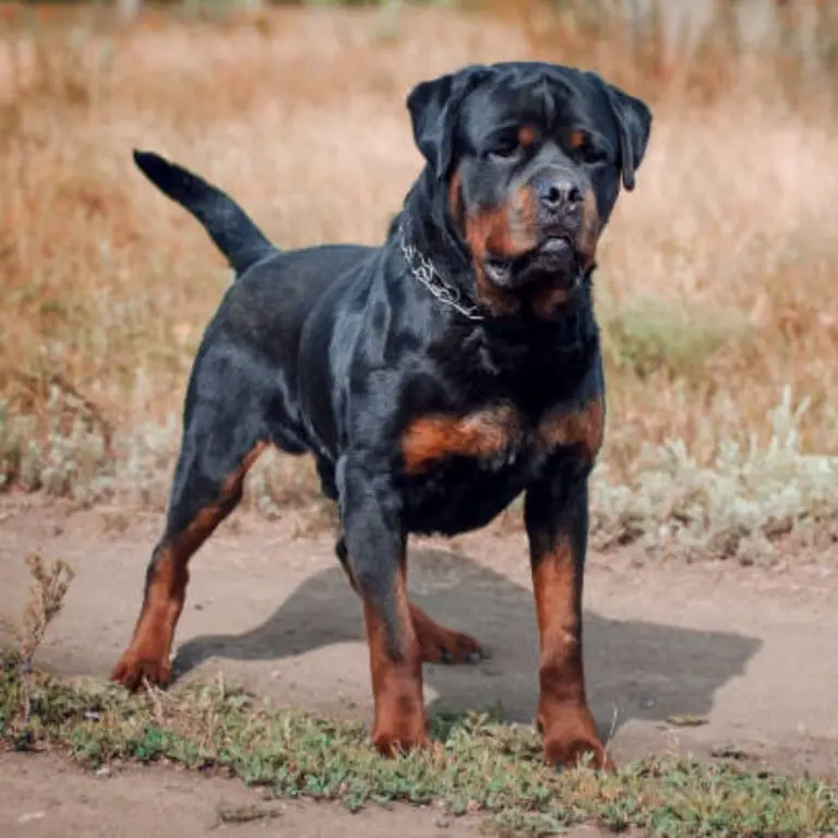 Rottweiler