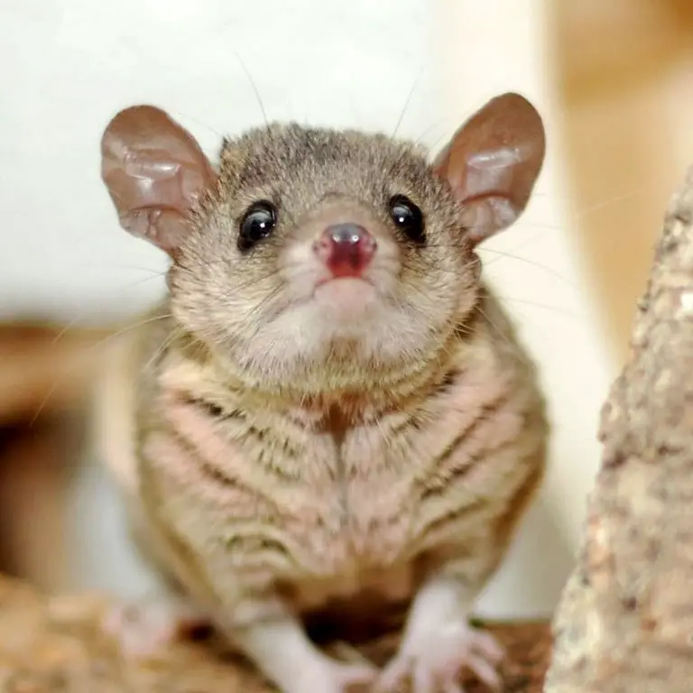 Short-Tailed Opossum