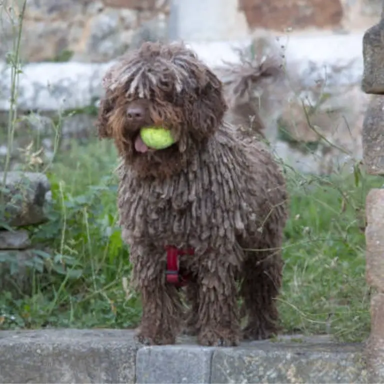 Spanish Water Dog