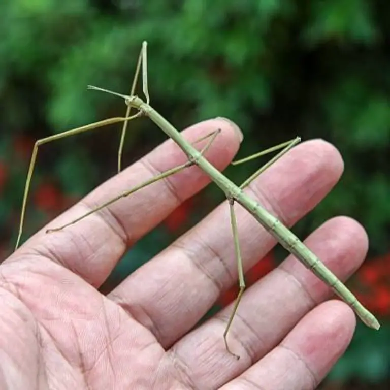 Stick insects