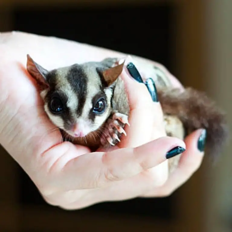 Sugar gliders