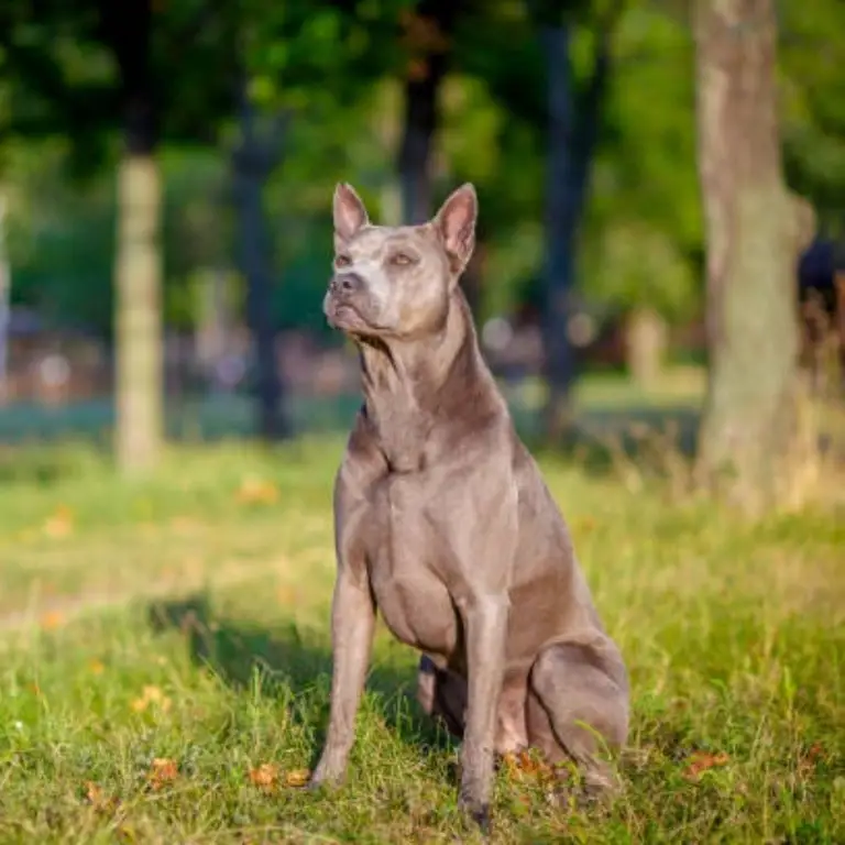 Thai Ridgeback