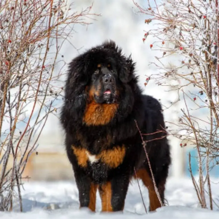 Tibetan Mastiff