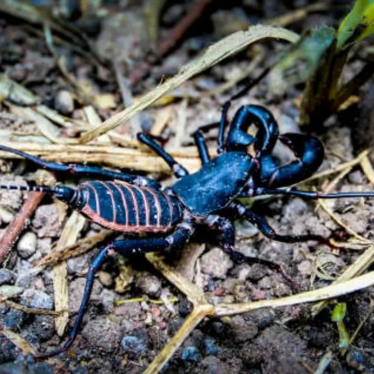 Whip Scorpion