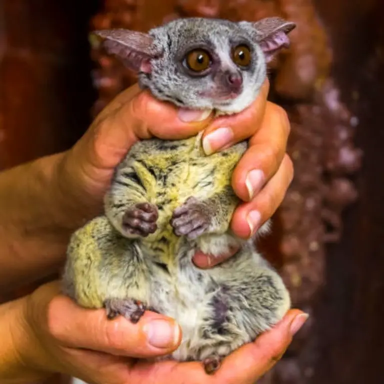 bush baby