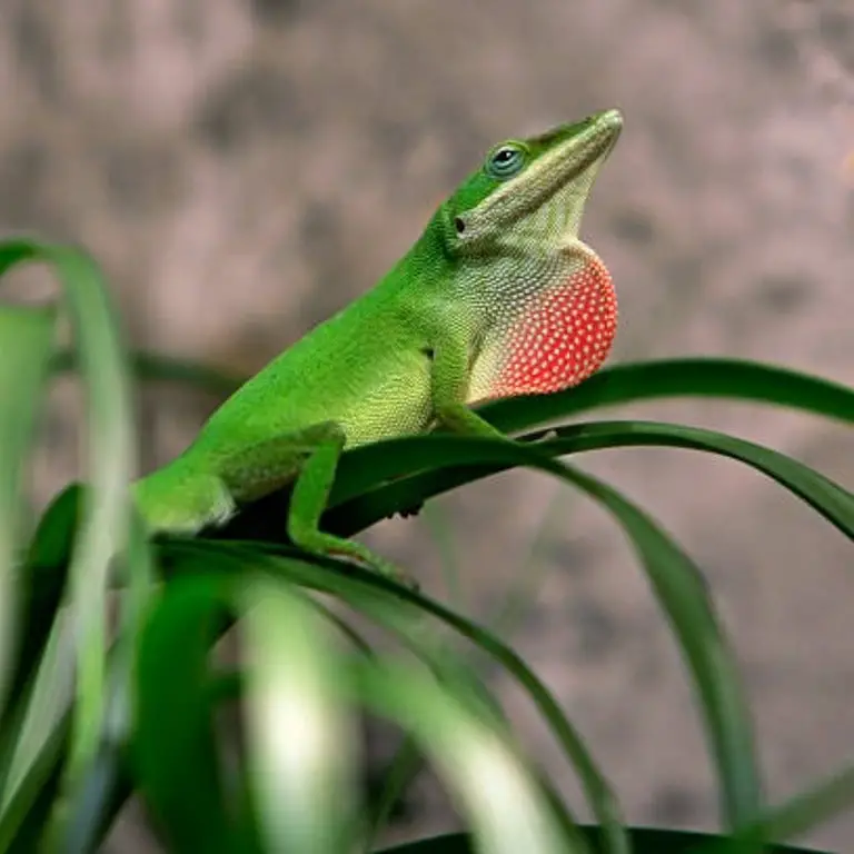 green anole