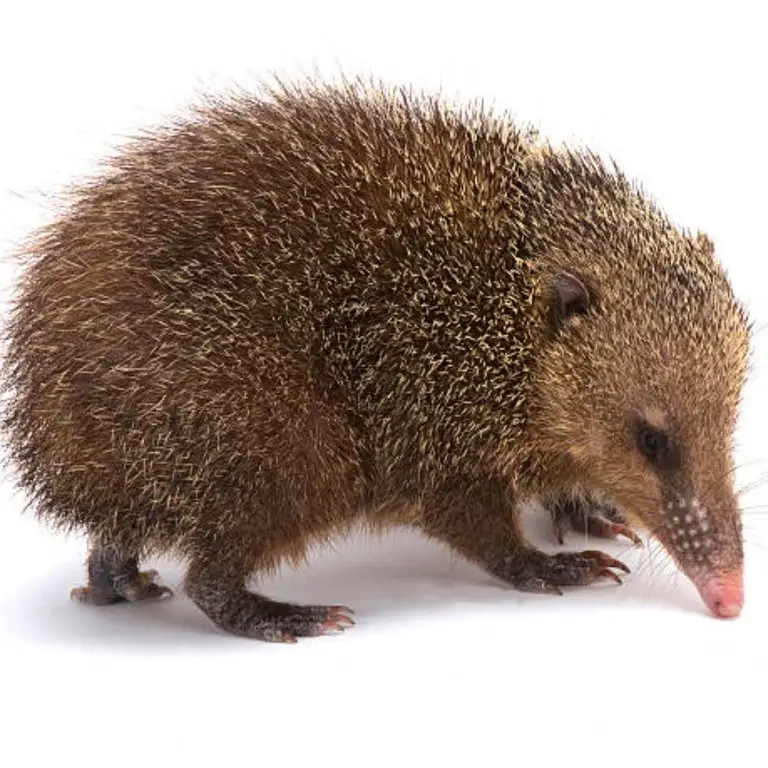 tenrec