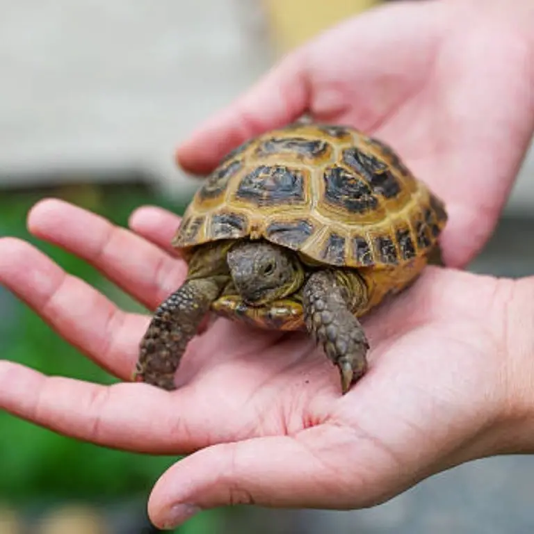 Turtles And Tortoises