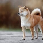 Akita Guard Dog