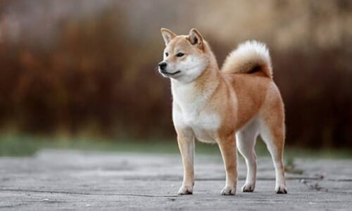 Akita As A Guard Dog: What’s Good And What’s Bad About ‘Em