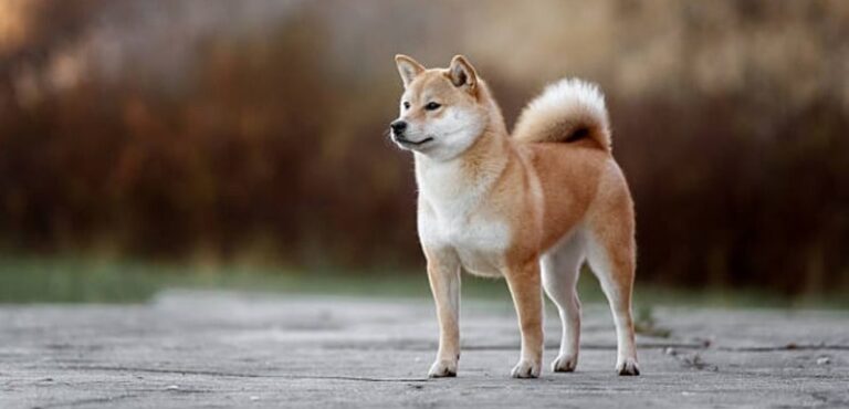 Akita Guard Dog