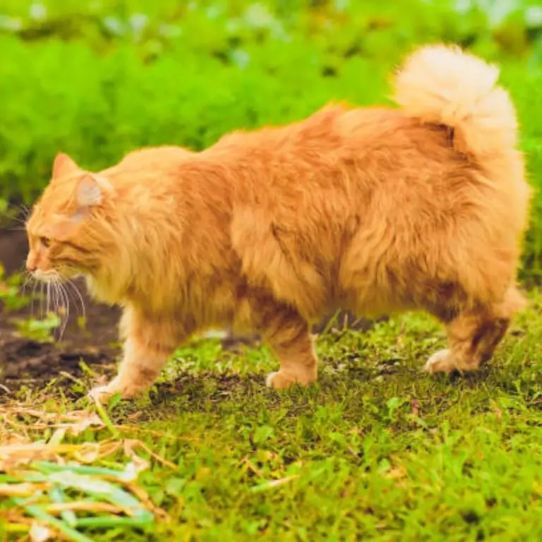 American Bobtail cat