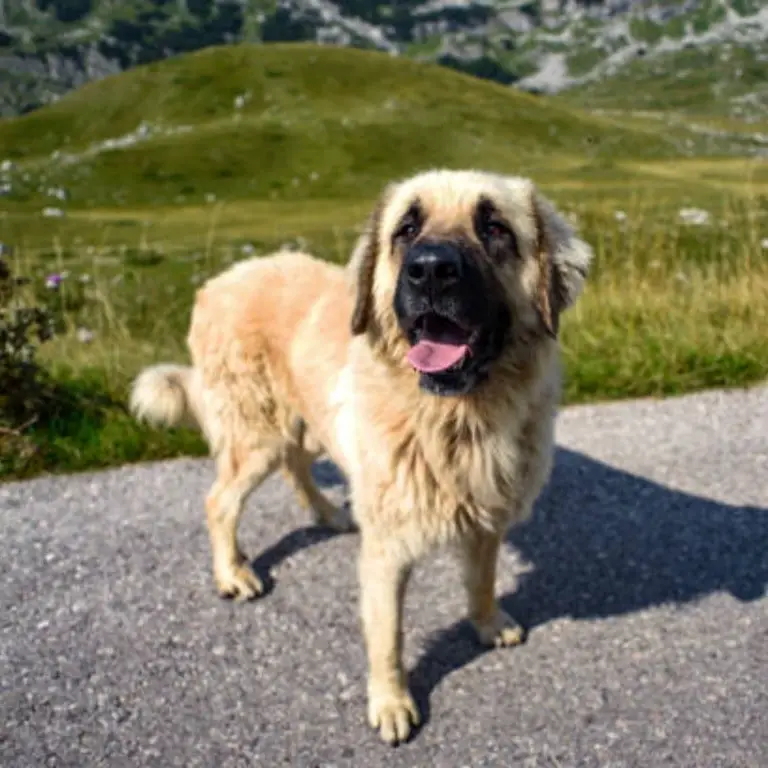 Anatolian Shepherd