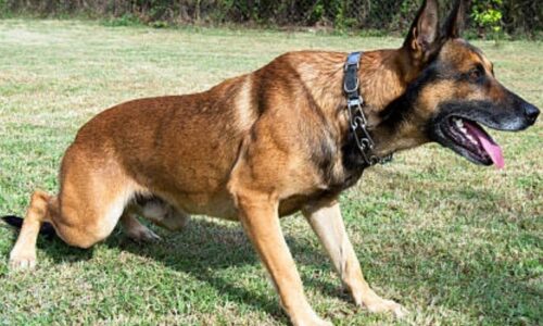 What Kind of Dogs Do the Navy Seals Use? List