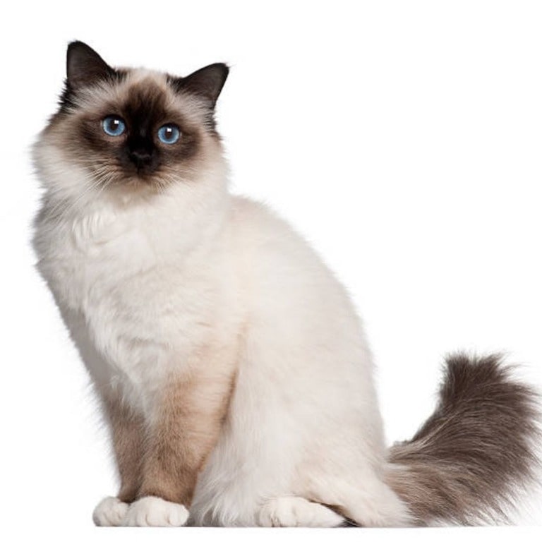 Birman cat