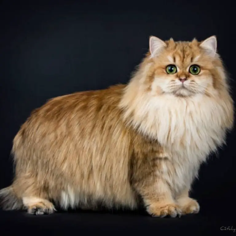 British Longhair cat