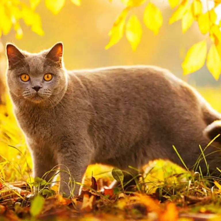 British Shorthair cat