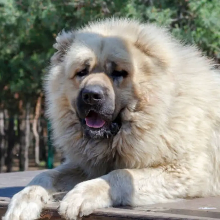 Caucasian Shepherd Dog