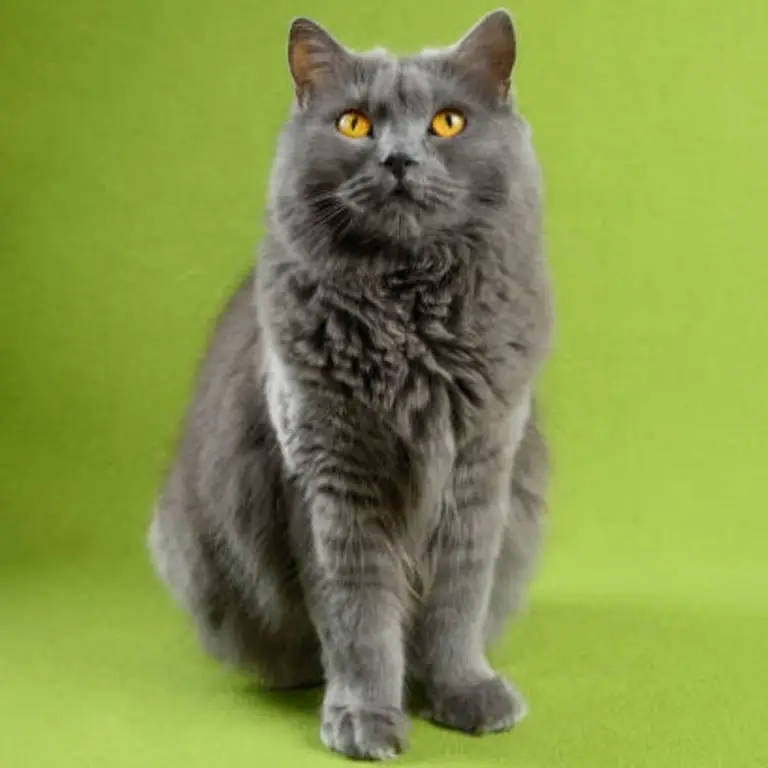 Chartreux cat