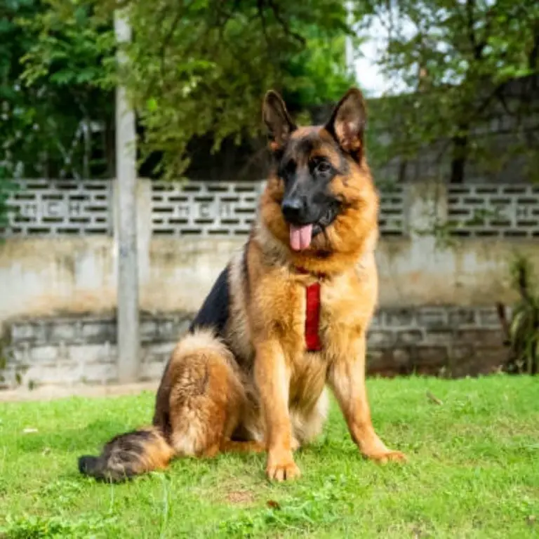 German Shepherd Dog