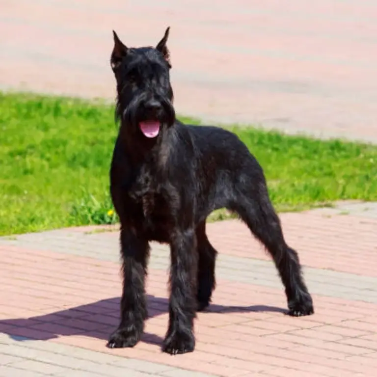 Giant Schnauzer