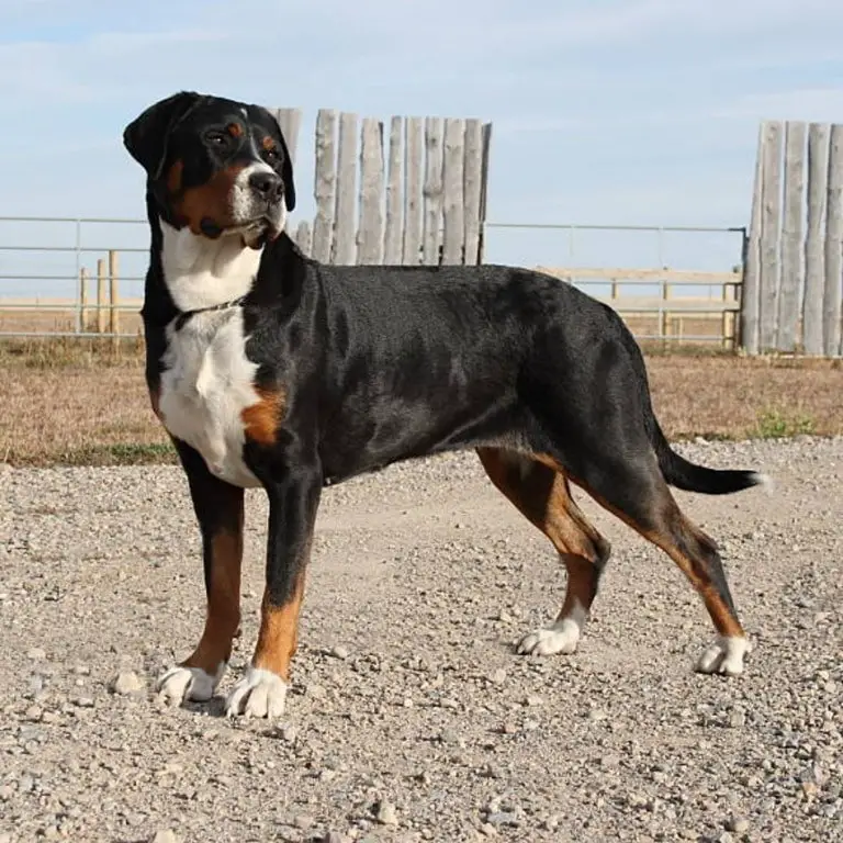 Greater Swiss Mountain Dog