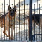 Guard Dog Breeds That Can Be Left Alone At Home