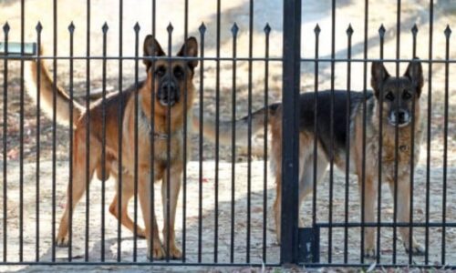 15+ Guard Dog Breeds That Can Be Left Alone At Home
