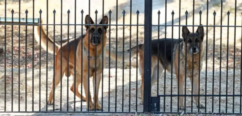 Guard Dog Breeds That Can Be Left Alone At Home
