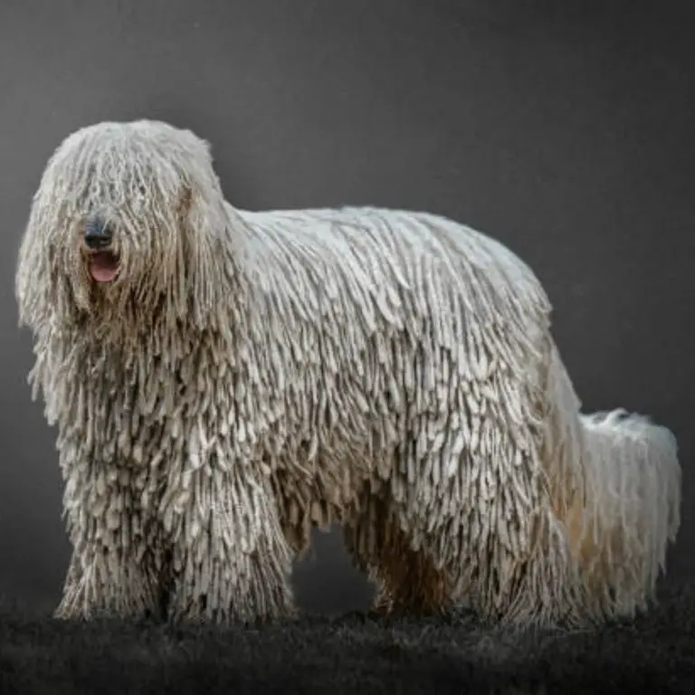 Komondor