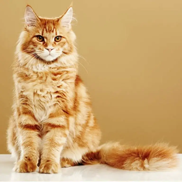 Maine coon cat