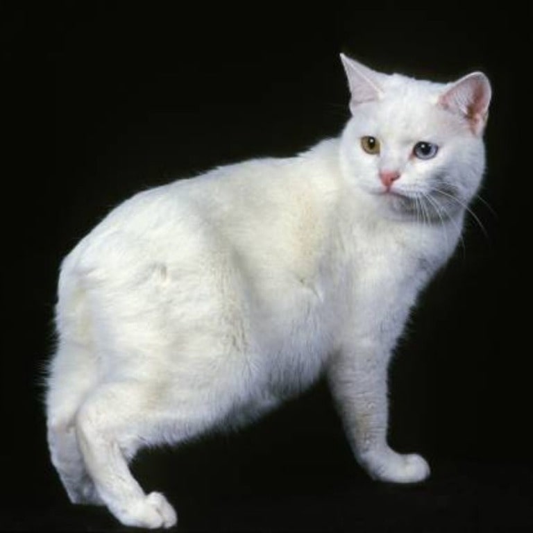 Manx cat